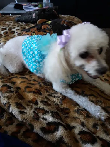 Art's Poodle Grooming - Image 1