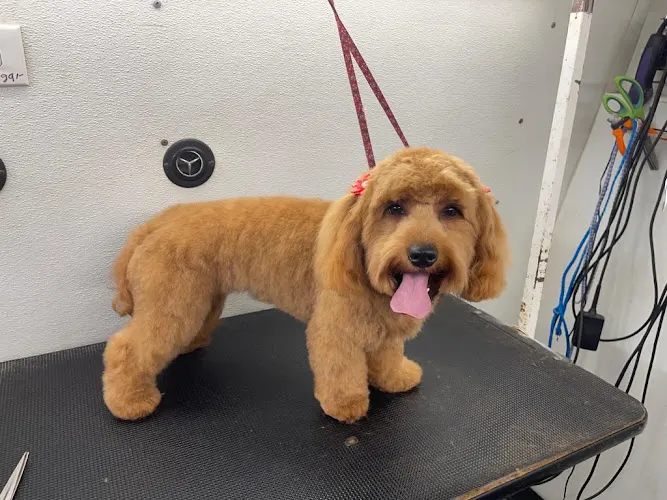 Eli's dog grooming - Image 1