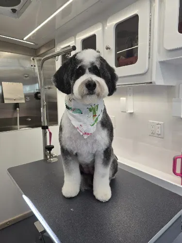 Bubbles&Scissors Mobile Grooming - Image 1