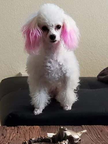 Jackie's mobile dog grooming - Image 1