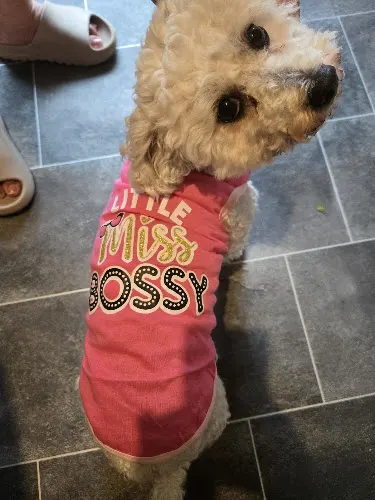 Pimp My Pooch - Image 1