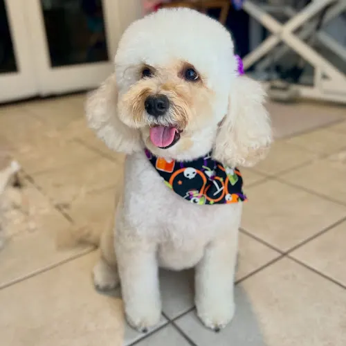 Lucky Pup Grooming - Image 1
