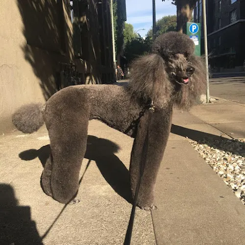 Around The World Professional Pet Groomer - Image 1
