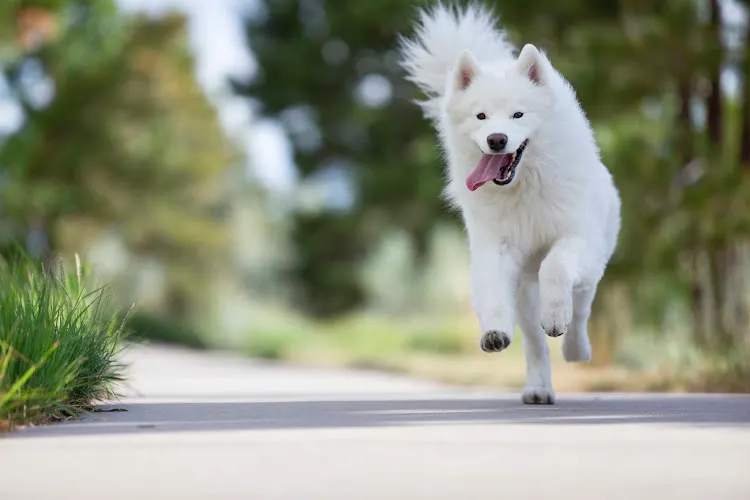 Bravedog Pet Salon - Image 1