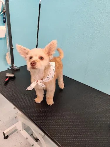 Toto's Dog Wash Self-Serve + Grooming - Image 1