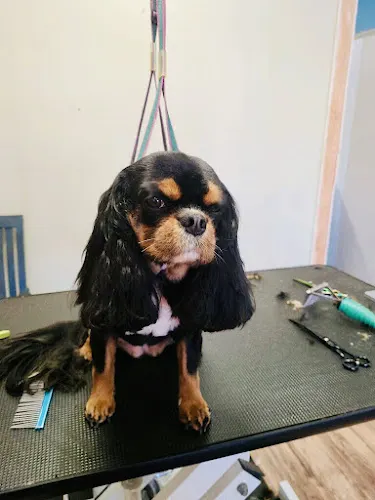 Spandoodles & Pup Spa - Image 1
