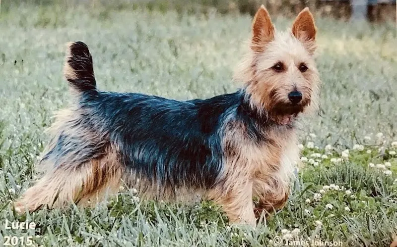 Ricks Mobile Dog Grooming - Image 1