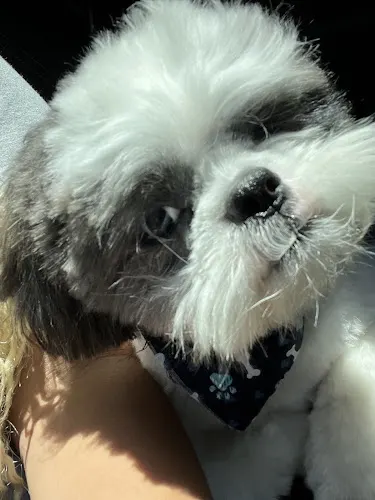Lucky Puppy - Image 1