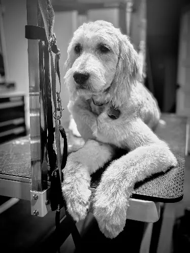 High End Hounds Grooming and Boarding - Image 1