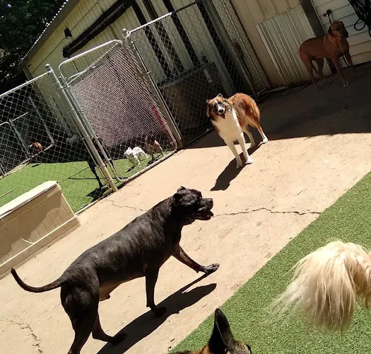 RDU Pet Resort in Raleigh, NC