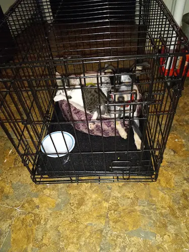 Stephanie's Pet Grooming - Image 1