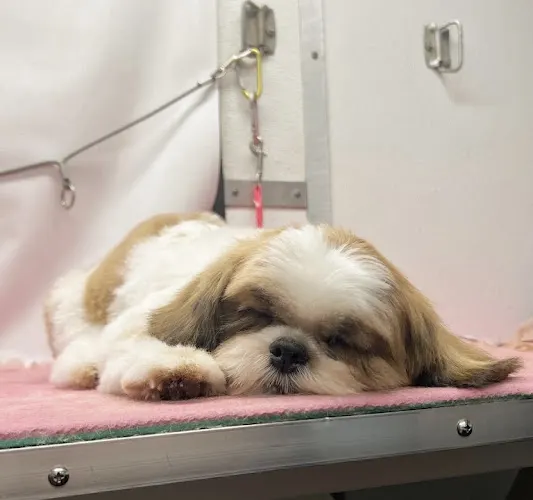 Sage & Magnolia Mobile Grooming - Image 1
