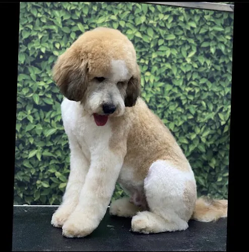 Fancy's Paw Spa & Boutique in Buford, GA
