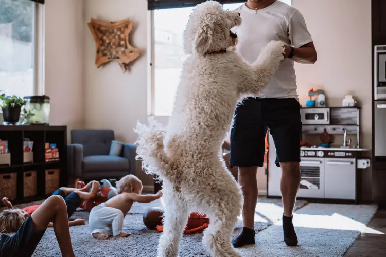Dog Gamut - Image 1