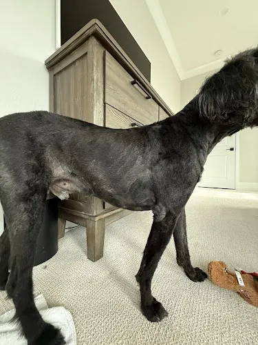 Buddies Mobile Pet Grooming - Image 1