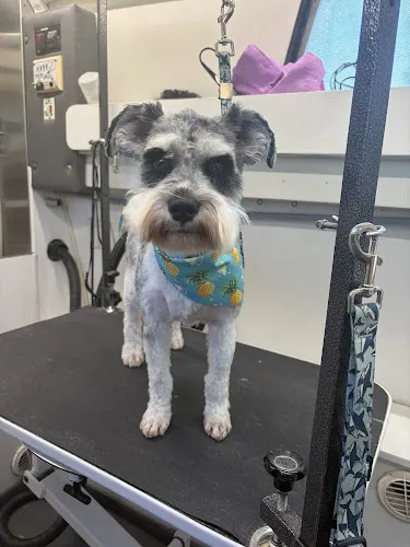 Wag-N-Go Mobile Grooming - Image 1