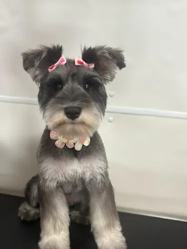Bark & Bubbles Mobile Grooming - Image 1