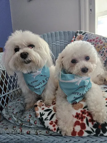 Fantastic Pawz Professional Dog Groomers - Image 1