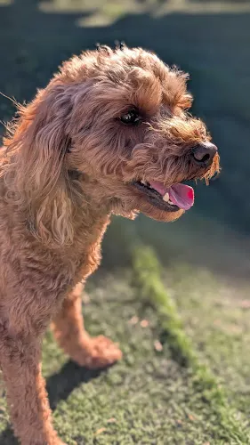 SpoK-9 Valley Pet Center - Image 1