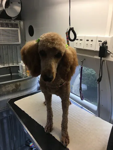 Doggie Do's Mobile Salon - Image 1