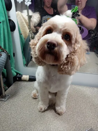 Dippity Do Dog Mobile Pet Spa - Image 1
