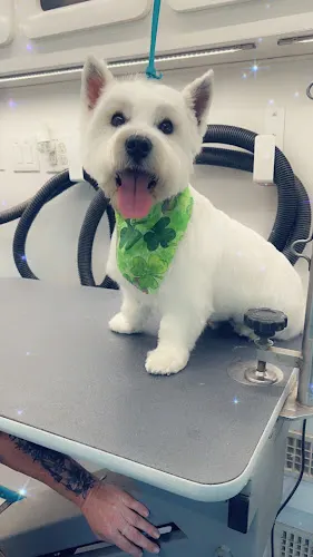 Park N Bark Mobile Grooming - Image 1
