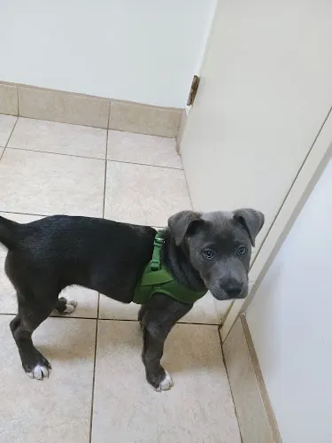 VCA Falcon Village Animal Hospital - Image 1