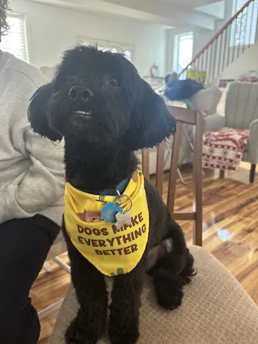 Old Dog Grooming Salon in Bellerose, NY