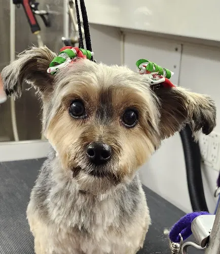 Wunderful Tails Mobile Pet Salon LLC - Image 1