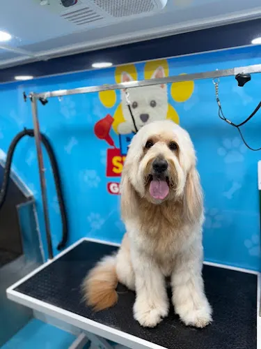 PetStory Grooming - Mobile Pet Dog Grooming - Image 1