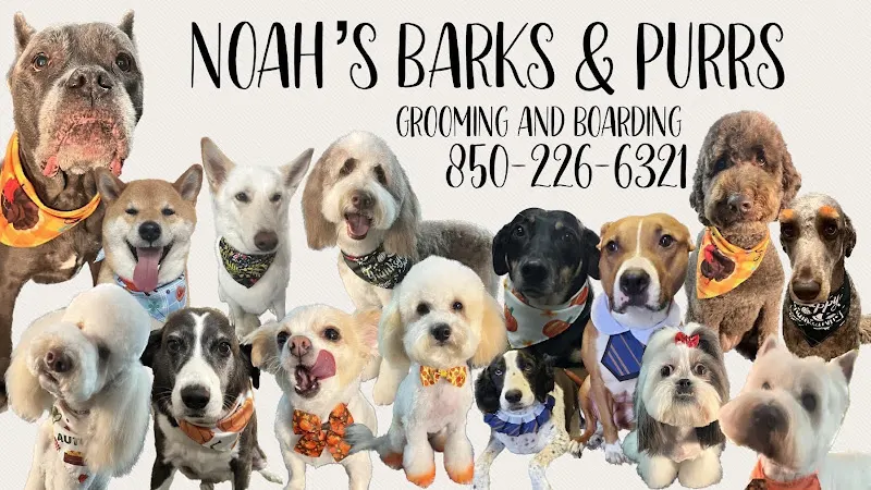 Noah's Barks and Purrs - Image 1