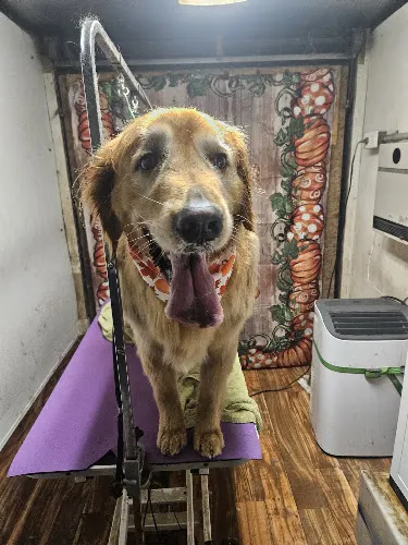 Beaus paws n claws Mobile Grooming - Image 1