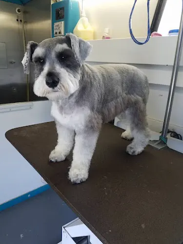 Hill Country Mobile Pet Grooming - Image 1