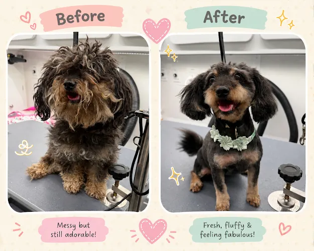 DapperTails Mobile Pet Grooming of Tampa Bay - Image 1