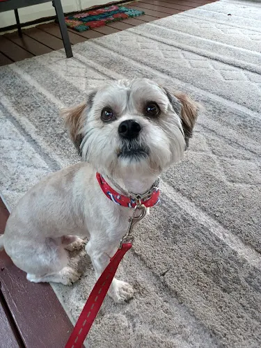 Hollywood Club Canine - Image 1
