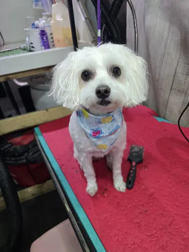 Carolina Custom Cutz Mobile Dog Grooming - Image 1