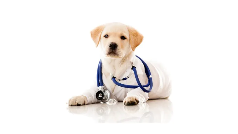 Angel's Pet Hospital - Image 1