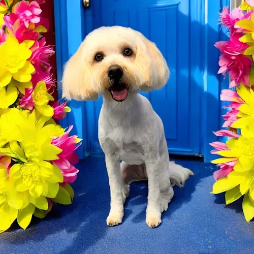 Sassy Grooming in Crowley, TX
