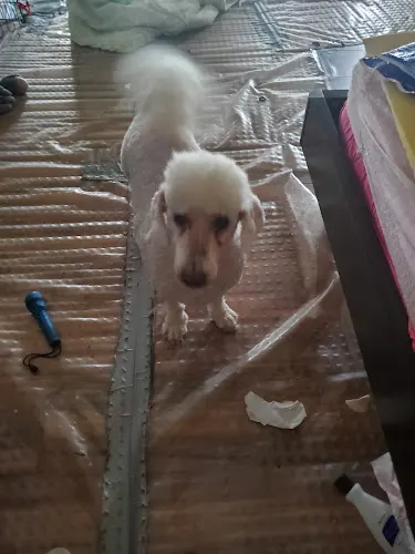 Doggie on the go Petshop & Mobile Grooming - Image 1