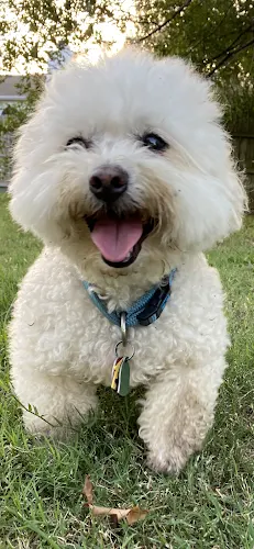 A4dable Pet Grooming - Image 1