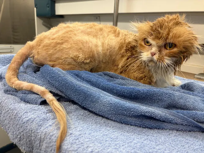 Amanda's Mobile Pet Grooming - Image 1