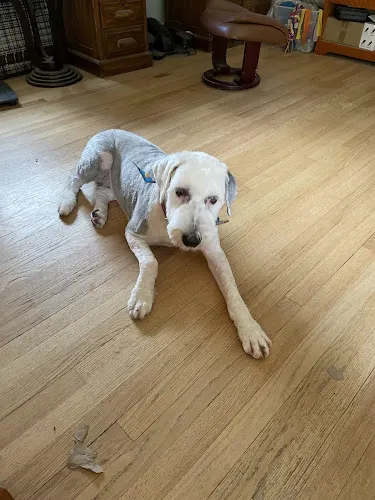 Radiance Mobile Pet Spa - Image 1
