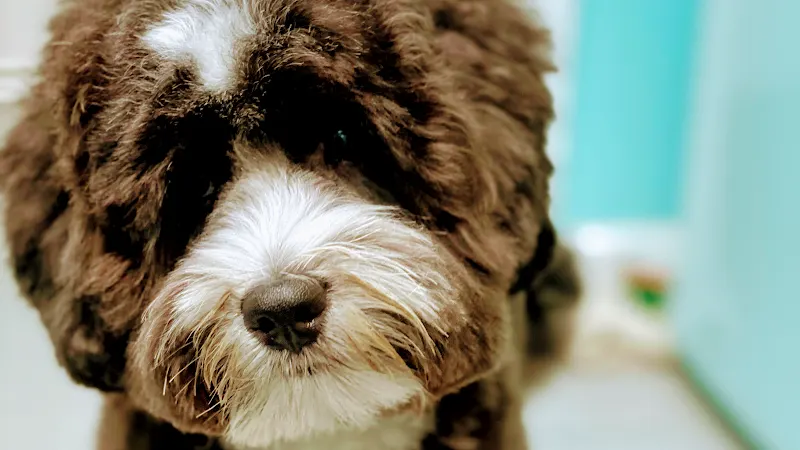 Adorable Pet Grooming - Image 1