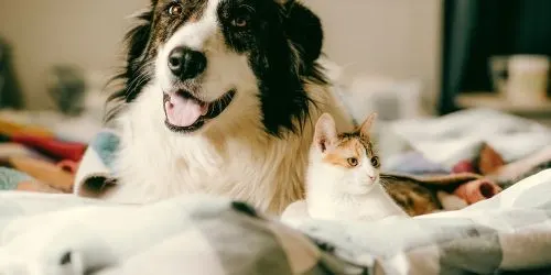 AristoPup Grooming - Image 1