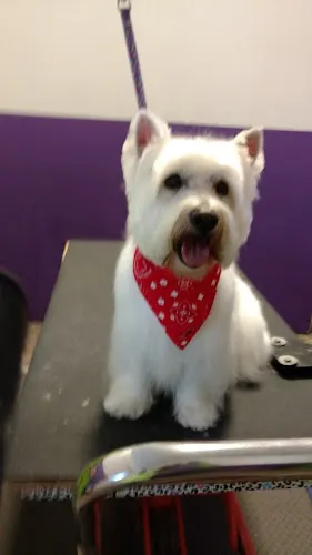Awesome Pawz Inc in Hazle Township, PA