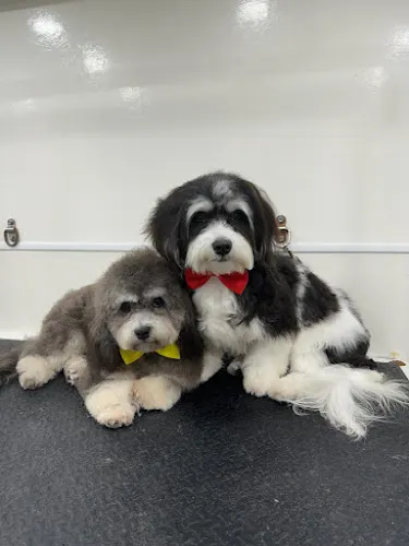 Mobile Dog Grooming Hialeah - Image 1