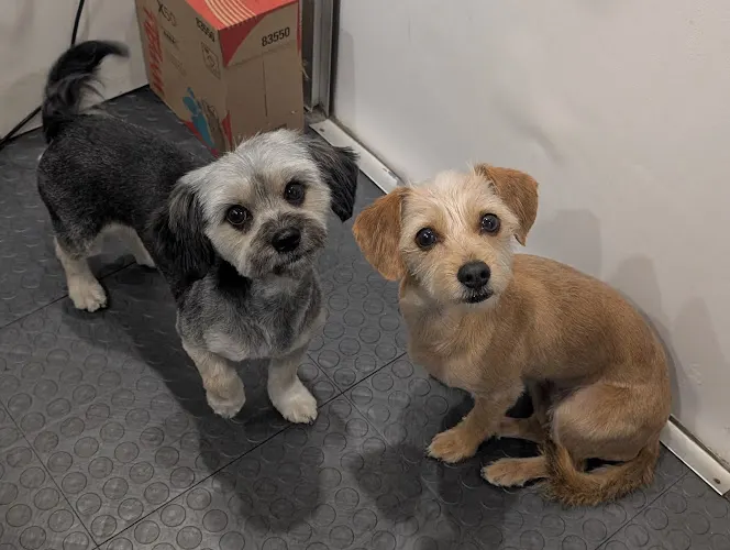 Fluffy Mutt mobile grooming - Image 1