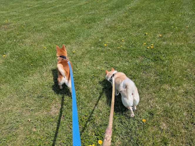The Salty Shiba in Crestwood, KY