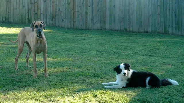A Stay in the Country Pet Lodge and Training Center - Image 1