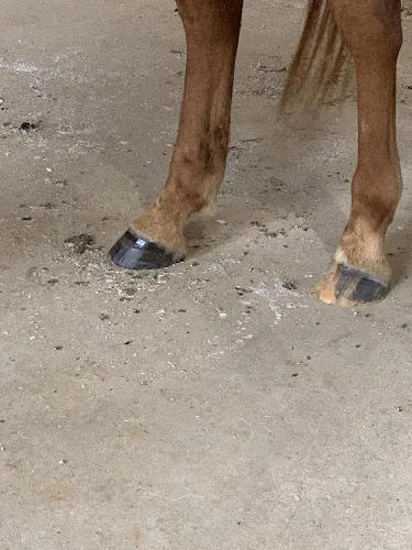 N-T Farrier Services - Image 1
